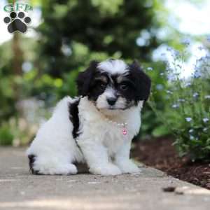 Dory, Cavachon Puppy